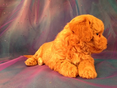 Male Poodle Bichon Puppy for sale #3 Born Feb. 5th 2013|Bichon Poos from Iowa Breeder are for sale|Ready April 2013 2